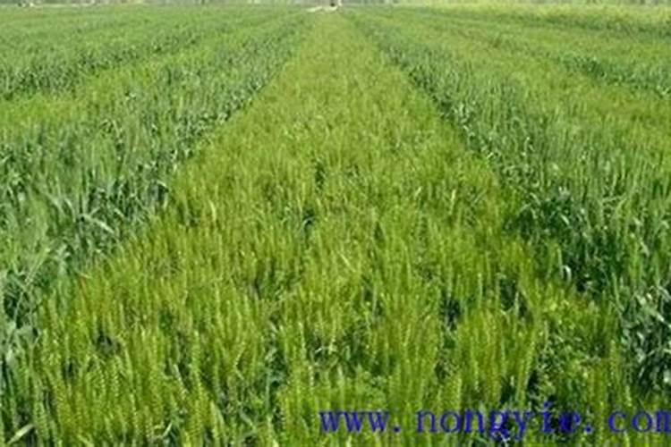 盐碱地种小麦用什么底肥好