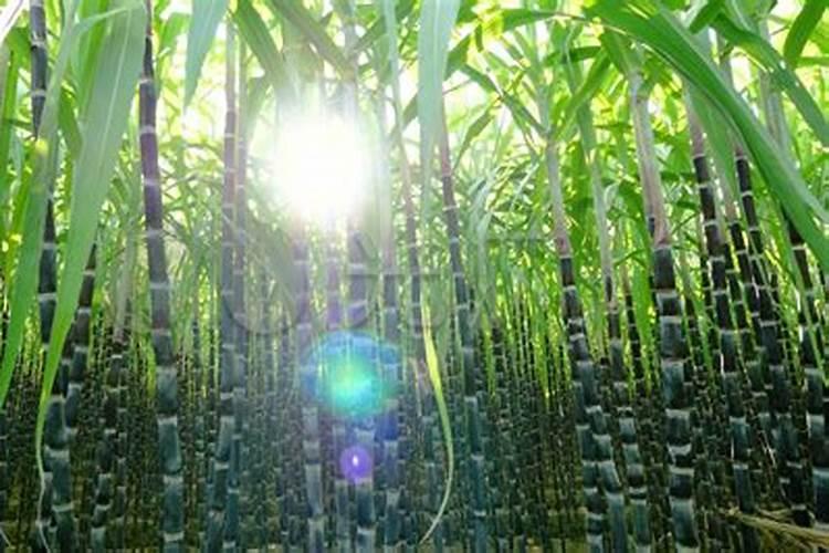 甘蔗多高打920 总共打几次