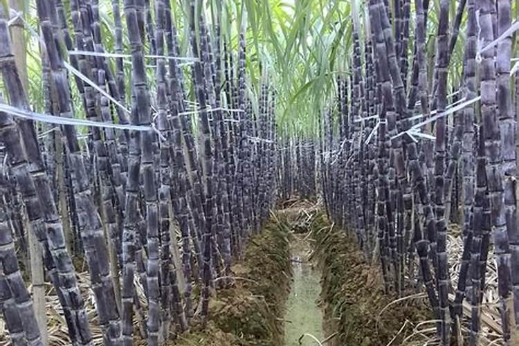 如何利用沼肥种植甘蔗？