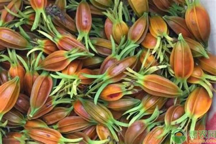 栀子花怎么养 栀子养殖注意事项 栀子花叶子发黄的原因及处理方法百 ...