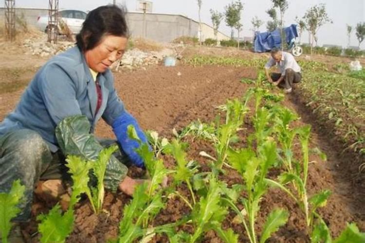 种植榨菜为什么有的会空心？是什么原因造成的？