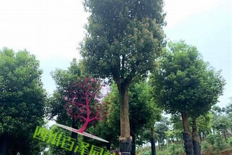水溶肥知名品牌有哪些？
