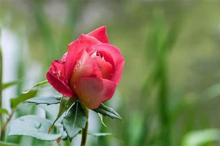 月季花怎么施肥,月季花施什么肥好？