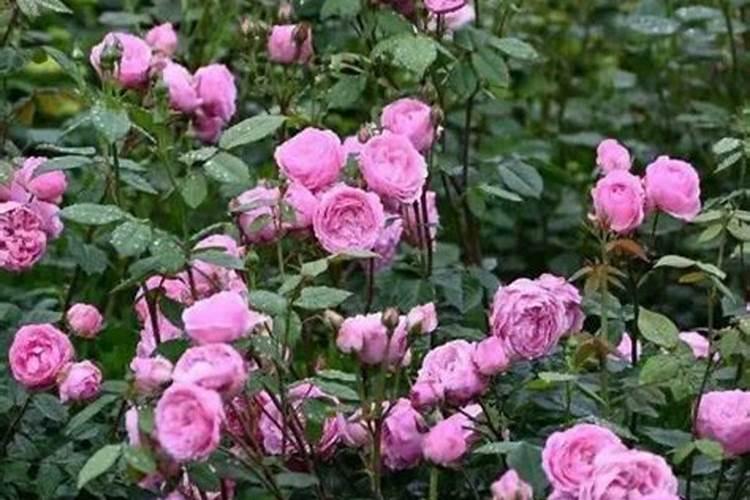 月季爆花期,3种肥轮流上,月季接连爆花,一盆爆花上百朵,是真的吗？