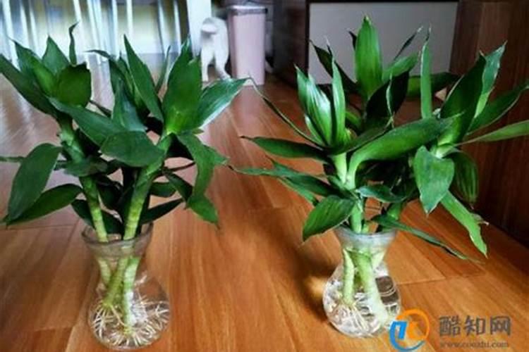 我在刚买来的富贵竹(瓶插水培,没长根)放了两粒复合肥,这样可以吗？请高 ...