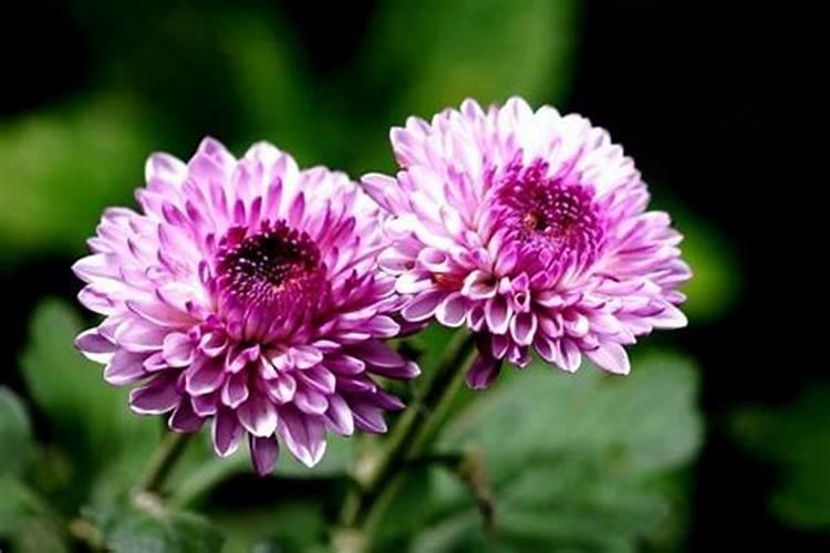 果树毛细根肥害能用国光根宝生根剂救吗？