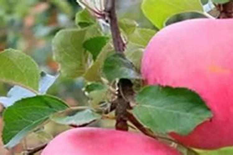 无花果树施什么肥合适