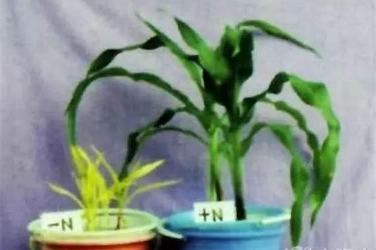 氮磷钾肥分别有什么作用