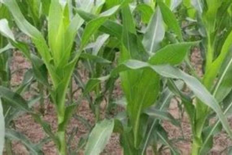 玉米打化空的时候能放芸苔素吗有毒吗