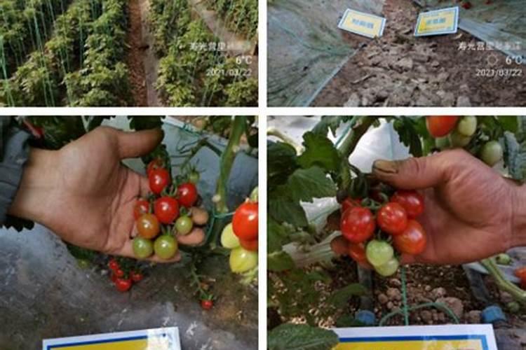 工业葡萄糖和食品级葡萄糖的区别!