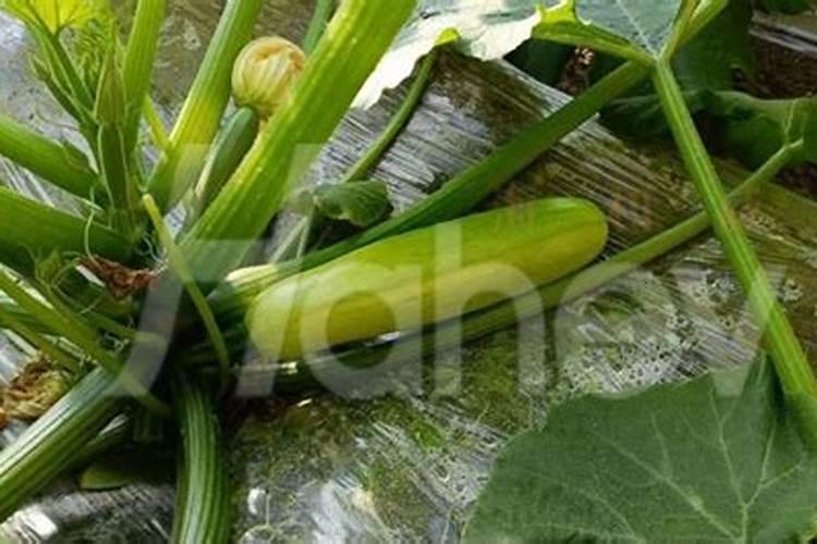 你们说的菌剂和菌肥有什么区别？