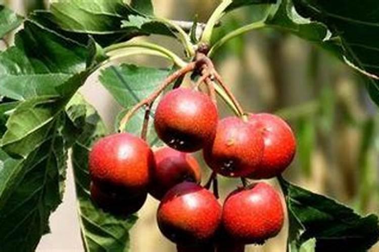 山楂树叶子发黄是什么原因,采取是什么措施补救