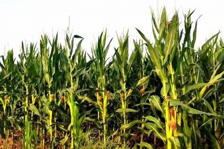 丁硫克百威与吡虫啉哪个拌种对地下害虫、地上害虫防效好一点