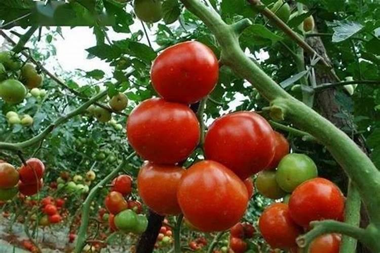 ...大北农、隆平高科、荃银高科,谁是农业转基因老大？