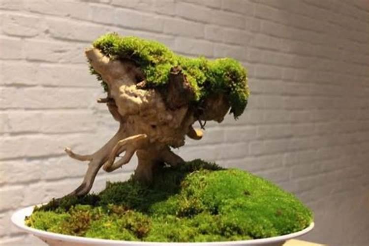 苹果水怎么样浇花