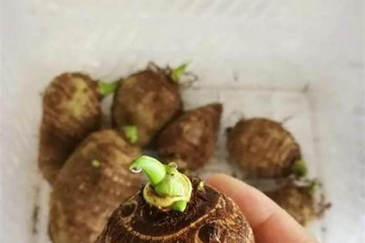 种香芋栽培技术和管理