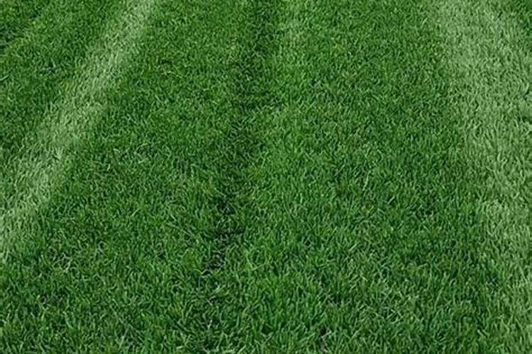 冬天草坪发黄怎么办