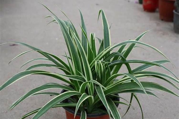 黄瓜几天出苗 播种到发芽出苗时间