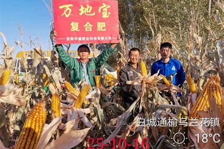 葱倒伏是缺什么肥料