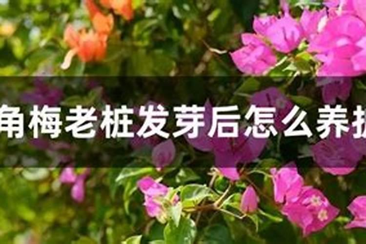 三角梅下山桩(裸根)发芽后多久可以施肥