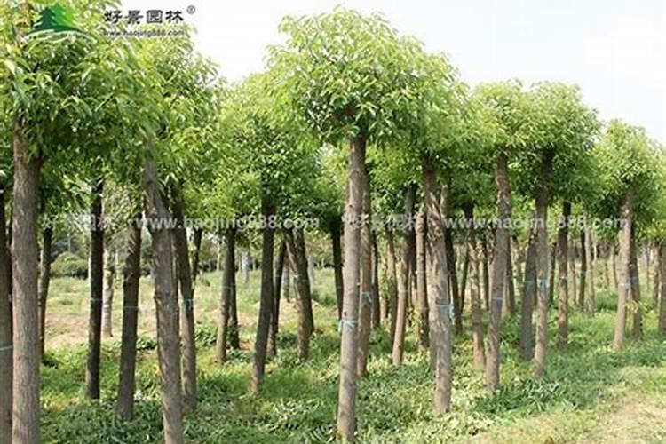 香樟树施什么肥好