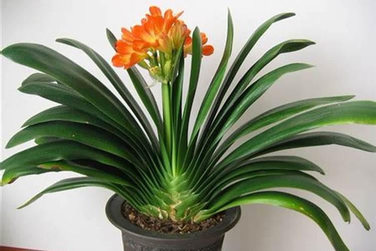 作为一名农民,一年的纯收入是多少？