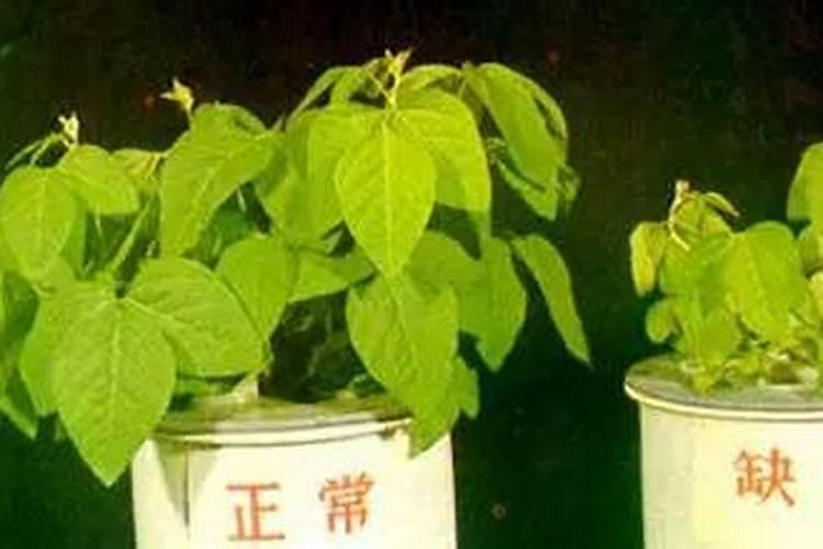 草莓苗移栽后多久可以施肥 草莓移栽后需等多久施肥？