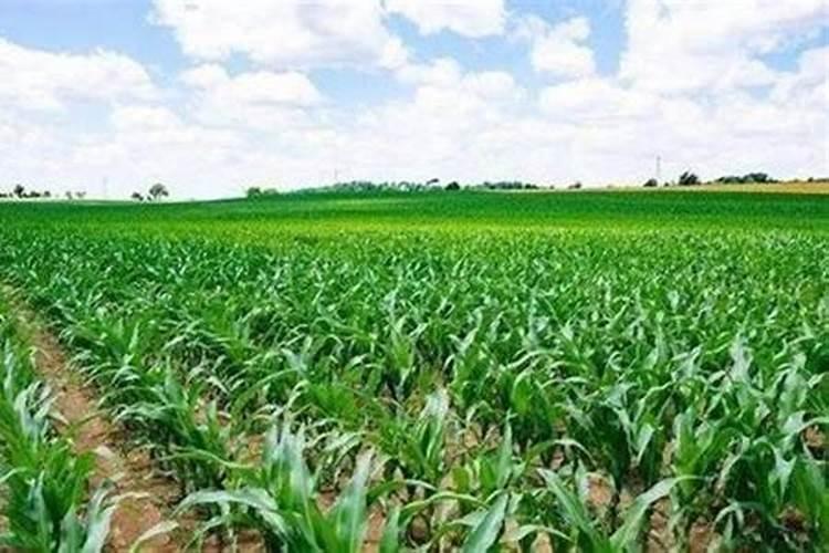 腐植酸肥料的用途