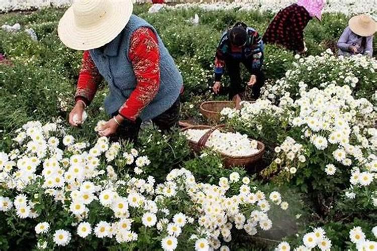 大豆重迎茬措施