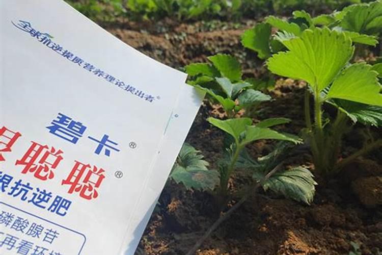 草莓高钾肥的使用方法