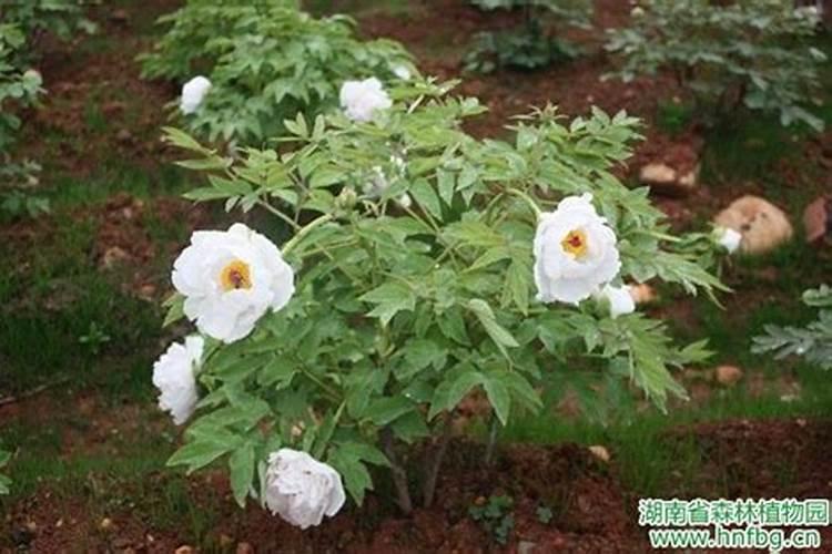 牡丹喷叶面肥注意,新上盆牡丹能用吗？