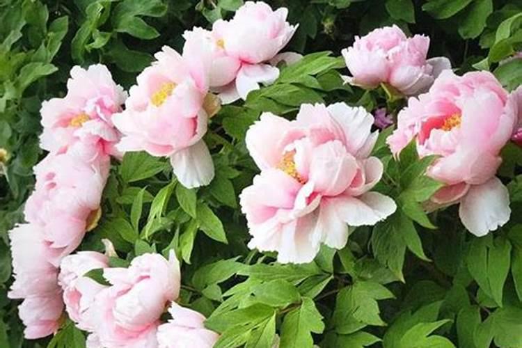 牡丹施肥用什么肥料