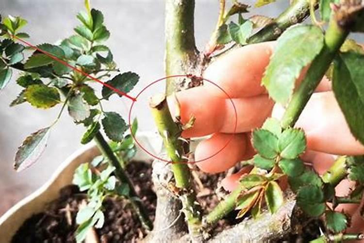 米兰花小苗可以施肥吗