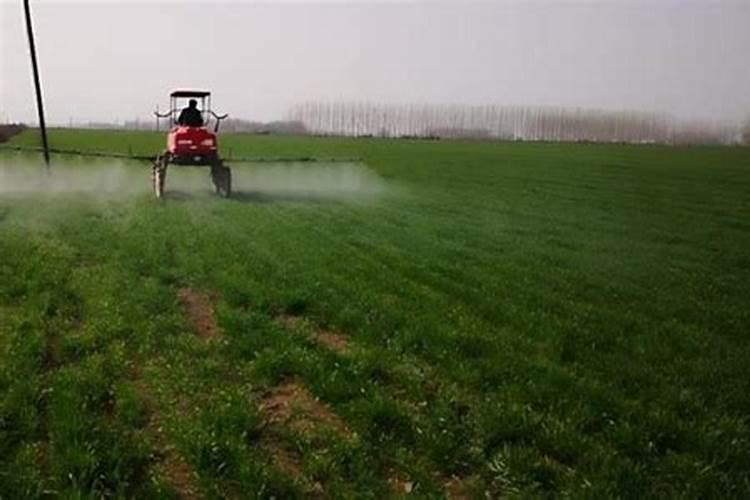 怎样给有花苞的杜鹃施肥