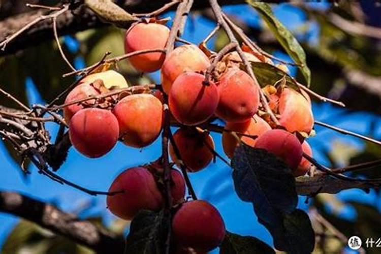 自己种的茄子在树上有点烂能吃吗