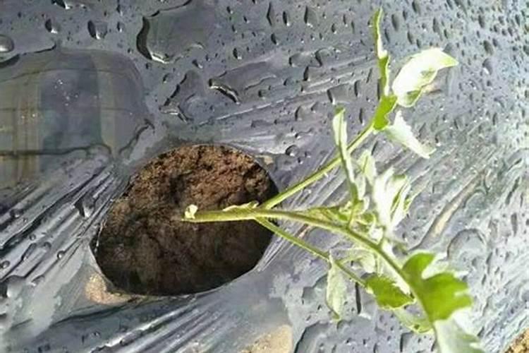 牡丹叶子发黄怎么回事 黄叶原因与补救办法