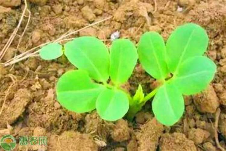 黄瓜几天冲施一次肥？用什么黄瓜水溶肥好