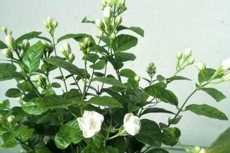 茉莉花什么时候施肥 茉莉花怎么施肥