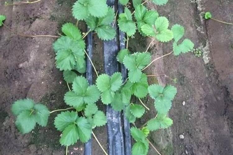 灯心草如何在家种植