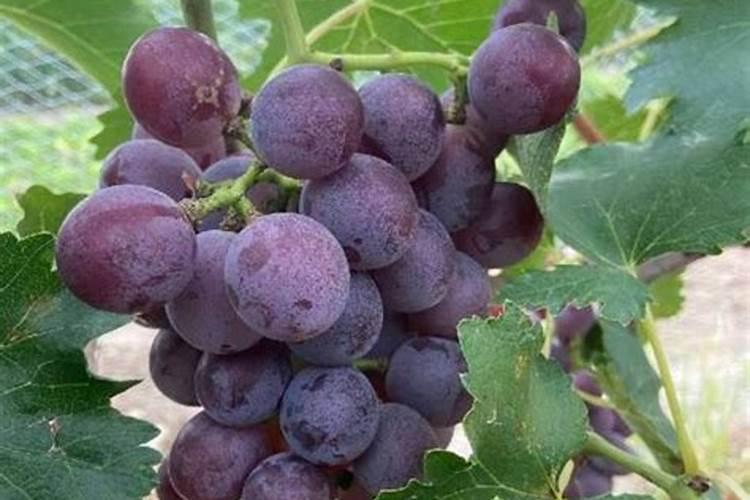 巨峰葡萄成熟期追什么肥料最好