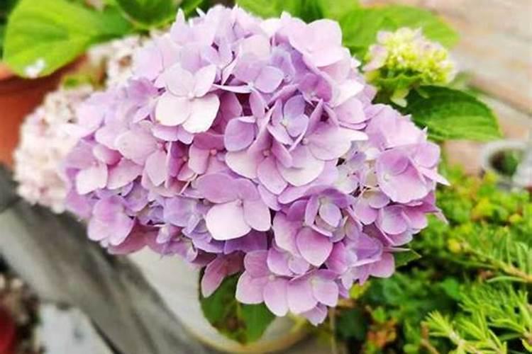 瓜果蔬菜等经济作物用海藻多酚水溶肥后会是什么样