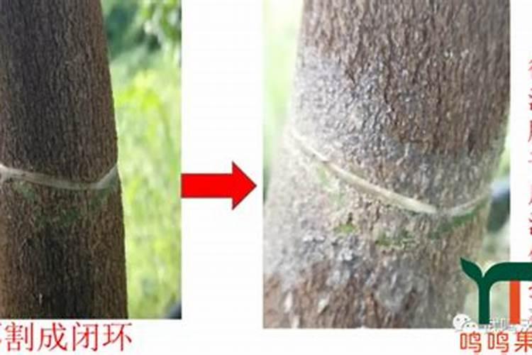 沃柑全年施肥时间表 介绍沃柑及施肥的方法