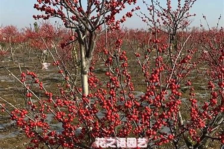 北美冬青怎么浇水施肥？