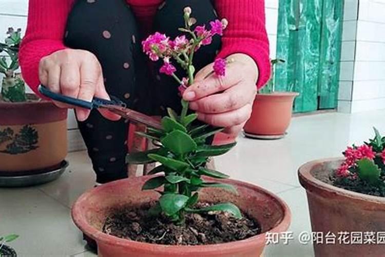 树木什么时候施肥是最佳时期