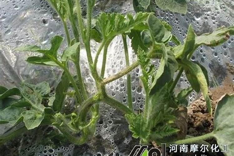 红豆杉叶子发蔫怎么办