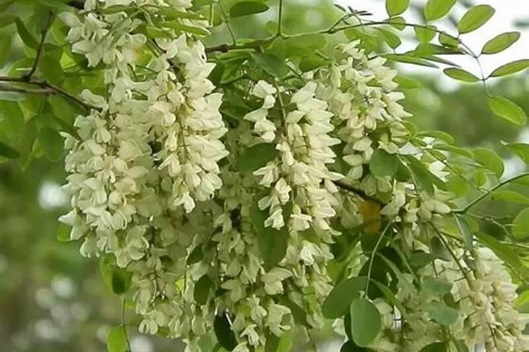 槐树上什么肥料长得粗长得快