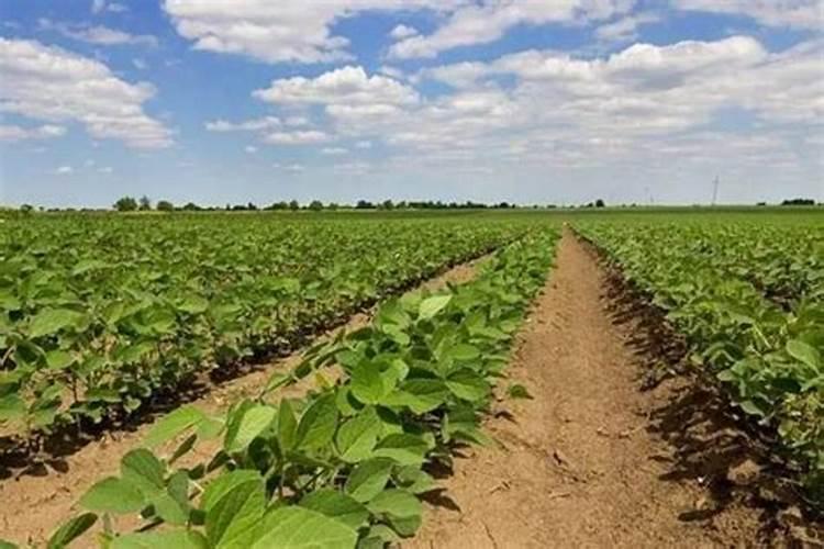 大豆的正确施肥方法,附施肥时间