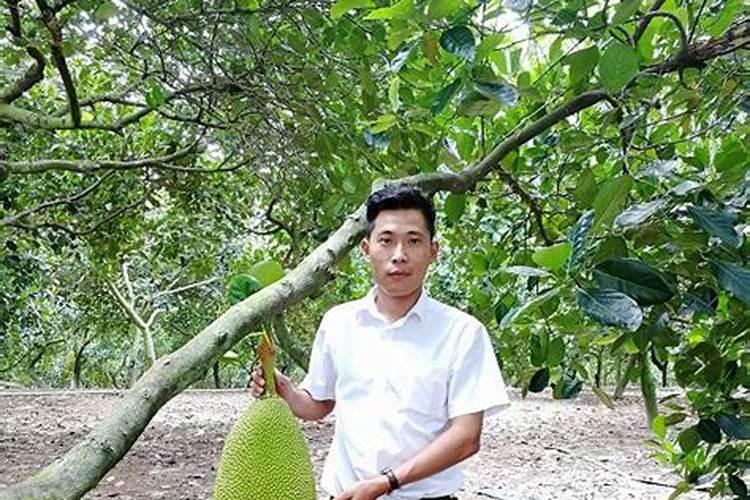 菠萝蜜什么时候施肥最好