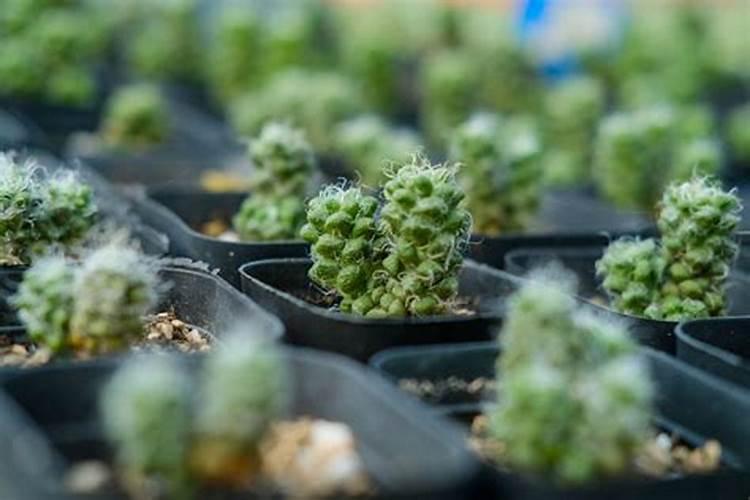 多肉十二卷怎么养才长得好 多肉十二卷如何养护