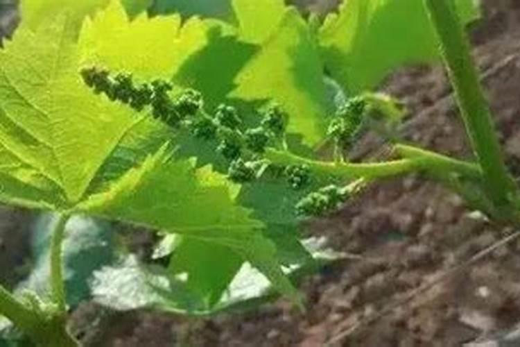 液体钙好还是固体钙好